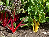 BETA VULGARIS SUBSP. VULGARIS VAR. CICLA, MANGOLD, SWISS CHARD