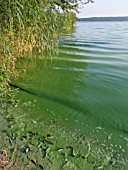 BLUE-GREEN ALGAE