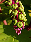 PHYTOLACCA AMERICANA