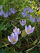 CROCUS SPECIOSUS