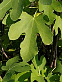 FICUS CARICA, FIG