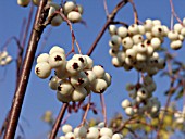 SORBUS GLABRESCENS