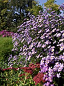 ASTER AMELLUS ROSA ERFUELLUNG