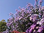 ASTER AMELLUS ROSA ERFUELLUNG