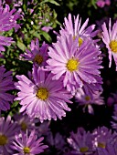 ASTER NOVI-BELGII ROSENHUEGEL