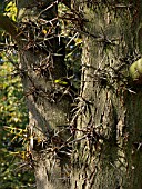 GLEDITSIA TRIACANTHOS