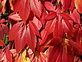 PARTHENOCISSUS QUINQUEFOLIA