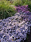 ASTER DUMOSUS, BUSHY ASTER, MOLINIA ARUNDINACEA