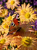 CHRYSANTHEMUM GRANDIFLORUM MARY STROKER WITH PEACOCK BUTTERFLY