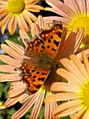 CHRYSANTHEMUM GRANDIFLORUM MARY STROKER WITH BUTTERFLY