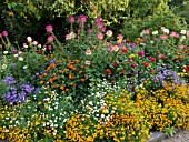 CLEOME, ZINNIA, AGERATUM, AND TAGETES IN MIXED BORDER