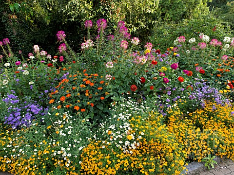 CLEOME_ZINNIA_AGERATUM_AND_TAGETES_IN_MIXED_BORDER