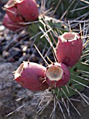 OPUNTIA PHAEACANTHA VAR. CAMANCHICA LONGISPINA