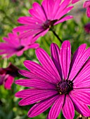 OSTEOSPERMUM ECKLONIS