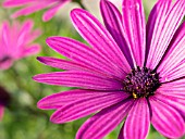 OSTEOSPERMUM ECKLONIS