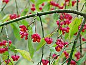 EUONYMUS EUROPAEUS