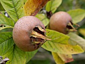 MESPILUS GERMANICA, MEDLAR