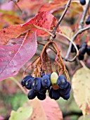 VIBURNUM LENTAGO