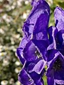 ACONITUM CARMICHAELII ARENDSII