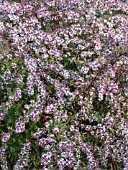 ASTER LATERIFOLIUS LADY IN BLACK