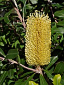 BANKSIA INTEGRIFOLIA, COAST BANKSIA