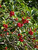 ILEX AQUIFOLIUM