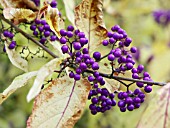 CALLICARPA JAPONICA