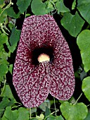 ARISTOLOCHIA GRANDIFLORA