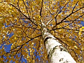 BETULA PENDULA, EUROPEAN WHITE BIRCH