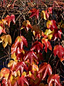 PARTHENOCISSUS TRICUSPIDATA