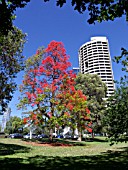 BRACHYCHITON ACERIFOLIUS, AUSTRALIAN FLAME TREE, TREASURY GARDENS, MELBOURNE, AUSTRALIA