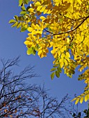 JUGLANS CINEREA, BUTTERNUT