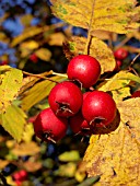 CRATAEGUS INTRICATA