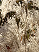 MISCANTHUS SACCHARIFLORUS