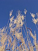 MISCANTHUS SACCHARIFLORUS