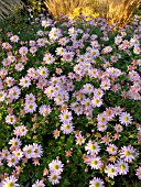 CHRYSANTHEMUM INDICUM LINNOCENCE