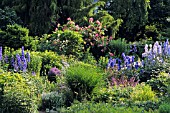 ROSA AND DELPHINIUM