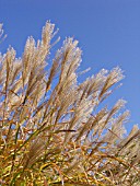 MISCANTHUS SINENSIS SILBERFEDER, CHINESE SILVER GRASS