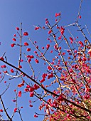 EUONYMUS HAMILTONIANUS, SPINDLE TREE