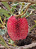 BANKSIA CALEYI, BANKSIA