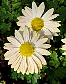 CHRYSANTHEMUM INDICUM NORDLICHT