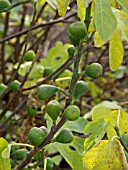 FICUS CARICA, FIG