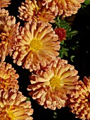 CHRYSANTHEMUM INDICUM REHAUGE