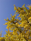 GINKGO BILOBA, GINKGO