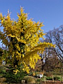 GINKGO BILOBA, GINKGO, FREUNDSCHAFTSINSEL, POTSDAM, GERMANY