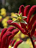 ANIGOZANTHOS BUSH RUBY, KANGAROO PAW