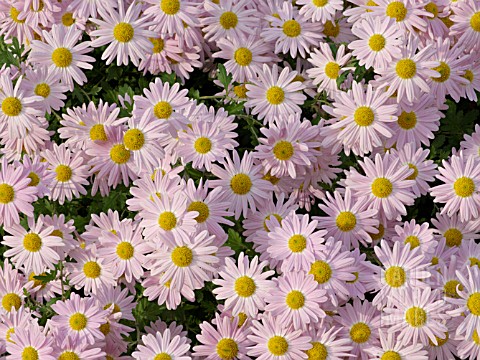 CHRYSANTHEMUM_INDICUM_LINNOCENCE