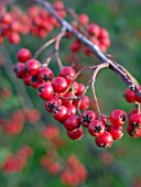 COTONEASTER SALICIFOLIUS