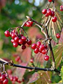 VIBURNUM LOBOPHYLLUM