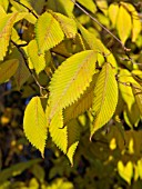 ACER CARPINIFOLIUM